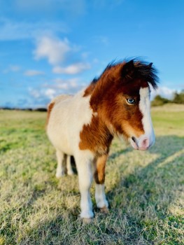 Voir la galerie (15 photos)